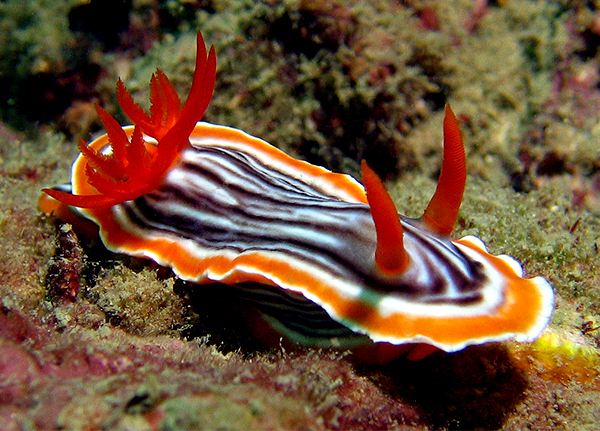 Nudibranch